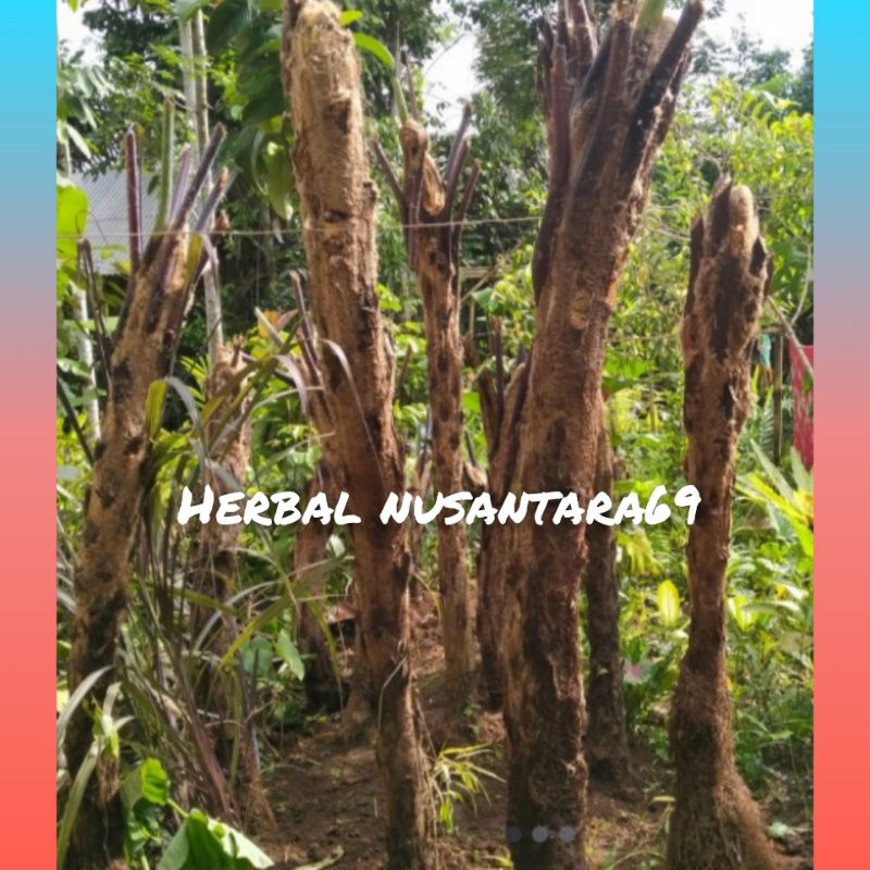 Bibit pakis monyet/pakis peneduh halaman tinggi 1 meter