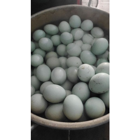 TELOR BEBEK MERAH OMEGA 3