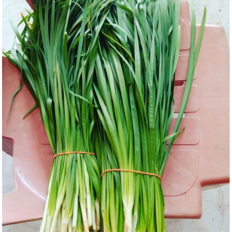 

Daun kucai segar