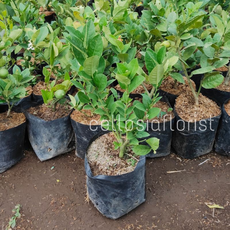 Bibit Tanaman Buah Jeruk Lemon Jumbo (Sudah Berbuah)-2