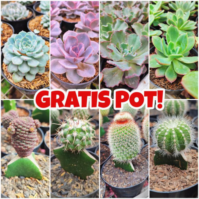 GRATIS POT Cactus Kaktus Mini & Sukulen Sekulen Succulent (Ukuran Sedang-Besar)