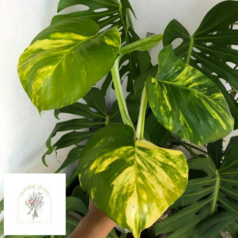 Sirih Gading Variegata kuning JUMBO / Monstera Raisa (Epipremnum Aureum)