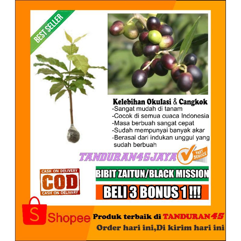 Bibit pohon buah zaitun (black mision)