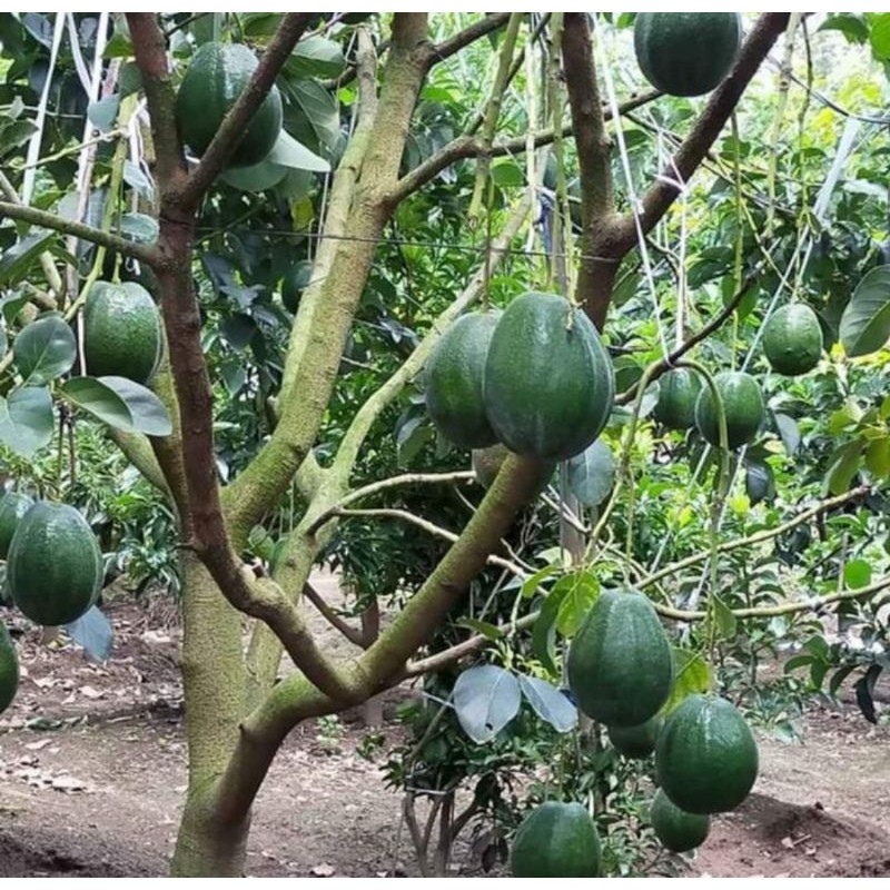 bibit alpukat markus | pohon alpukat markus