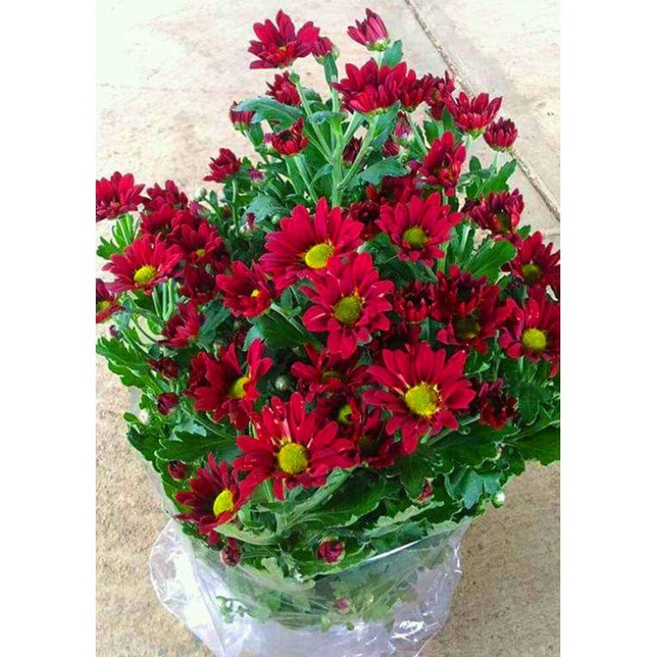 

ichi - aster merah (1pohon) siap mekar ( gratis polybag+ pupuk ) segar dan harum