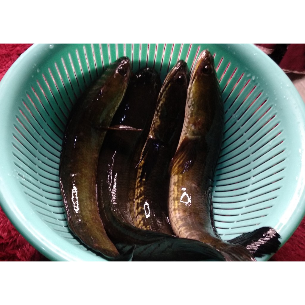 

Ikan Gabung Goreng Segar