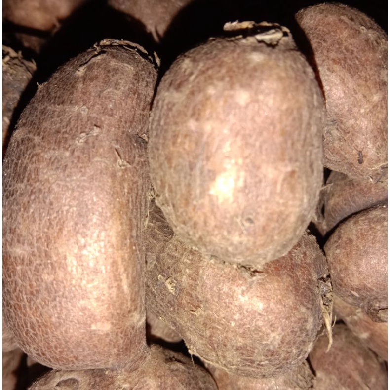 

Kentang Hitam 1kg