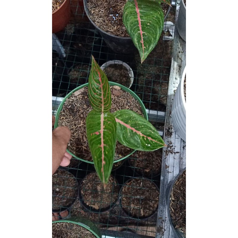 aglonema Green legacy