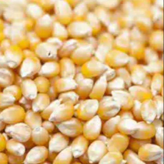 

Jagung (1kg Biji Jagung hibrida )