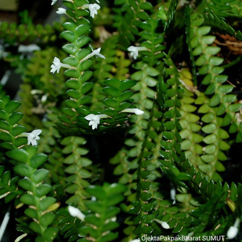 Tanaman Anggrek Angraecum distichum Orchid Anggrek Hutan Sumatera Anggrek Mini Bunga Putih