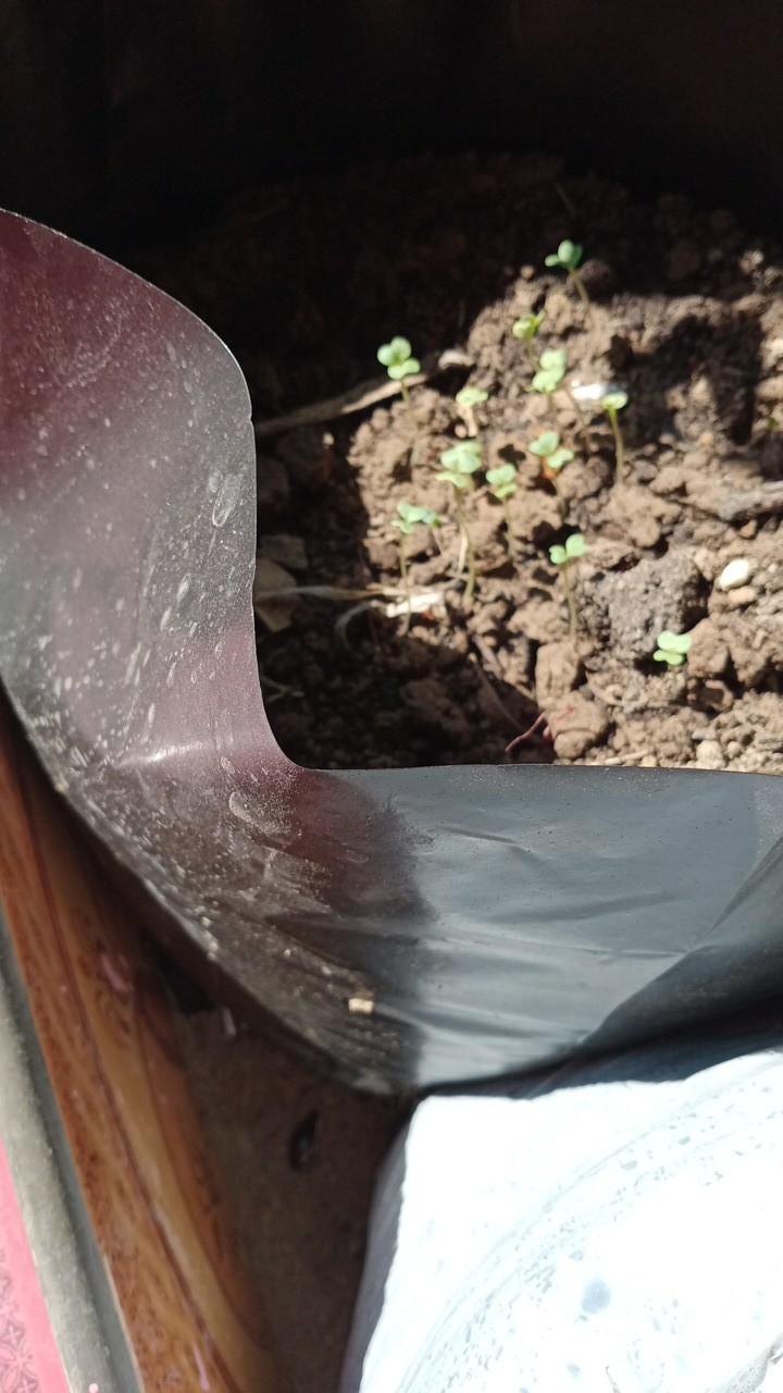 Polibag Tanaman I Plastik Polybag Polibek Polibeg Poliback Pollybag Polybak Besar Polybag 35x35