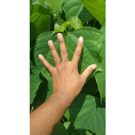 

daun jati