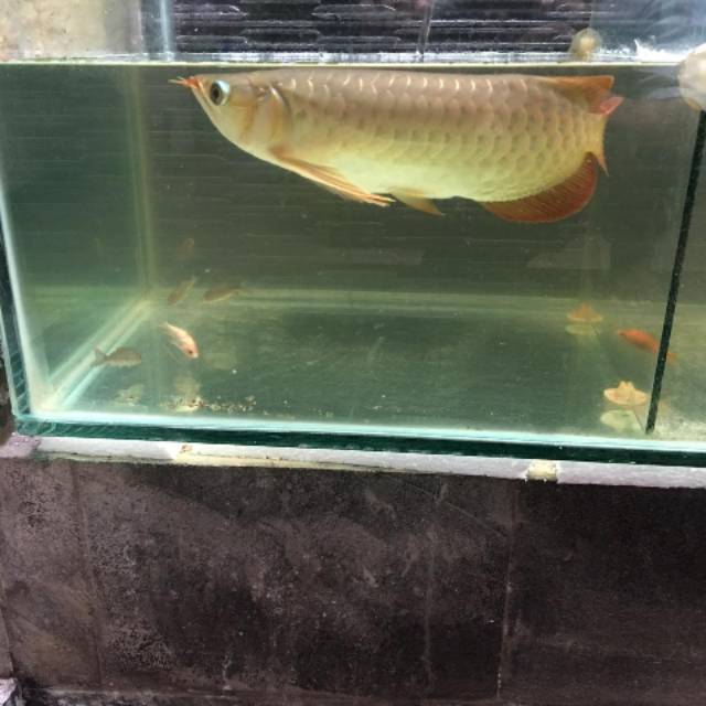 Ikan Arwana Super Red 40cm