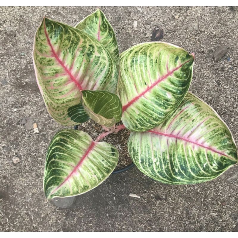 Aglaonema Moonlight