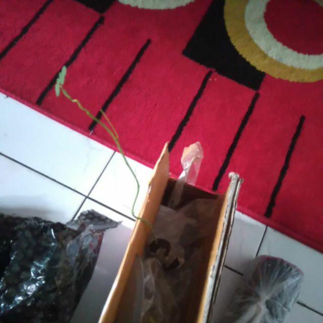 Jual Fres Cutting Pohon Kelor