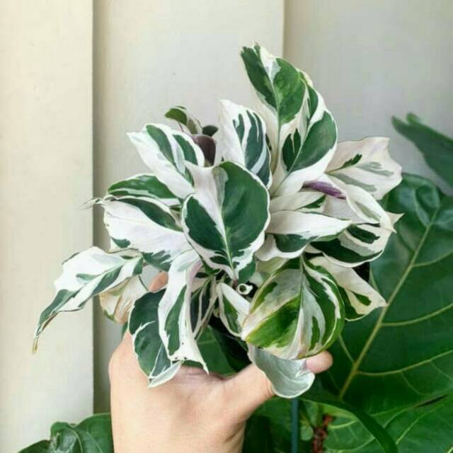 Tanaman Hias Meranti Tissue Pohon Meranti Varigata Calathea White Fusion Shopee Indonesia