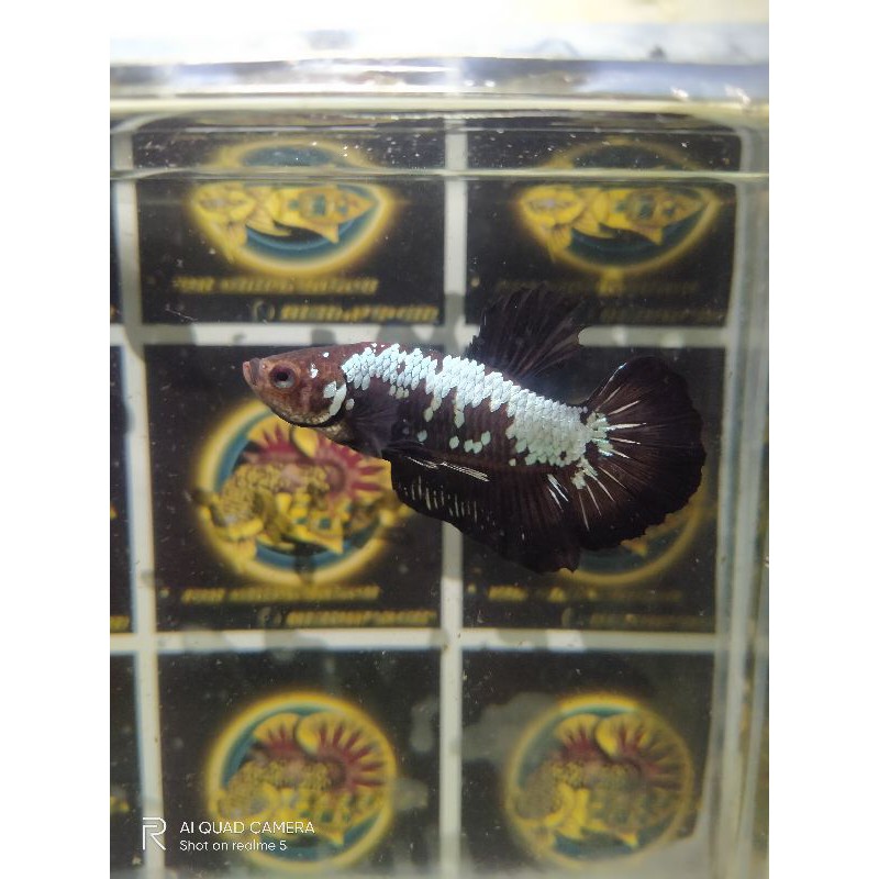 

BLACK COPER GOLD