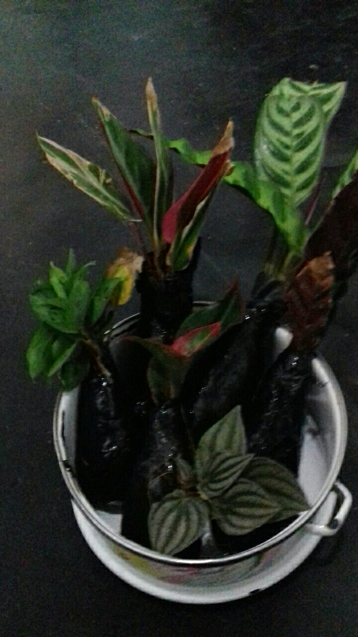 Tanaman Hias Paperomia Watermelon Semangka
