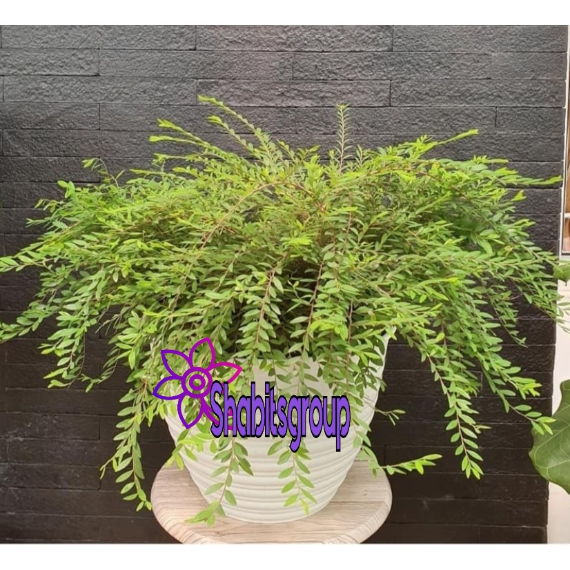 Tanaman hias cendrawasih -bibit tanaman cendrawasih