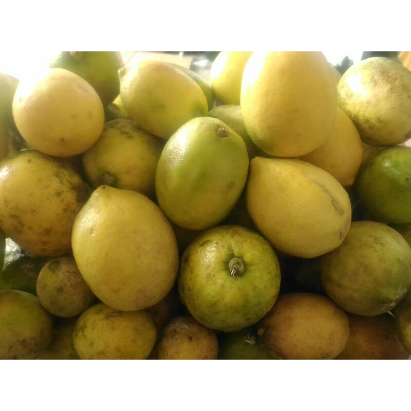 

JERUK LEMON