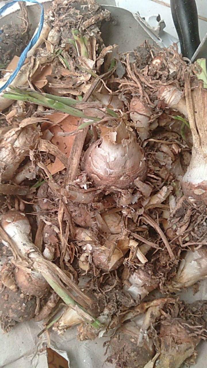 30 Umbi Bunga Sedap Malam Termurah se Indonesia