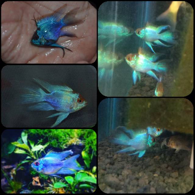 Ikan ramirezi blue balon slayer untuk aquarium dan aquascape