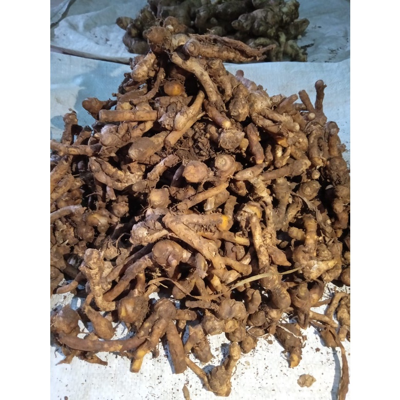 

250gr Temu Kunci Empon Empon Segar Tua Murah [COD]