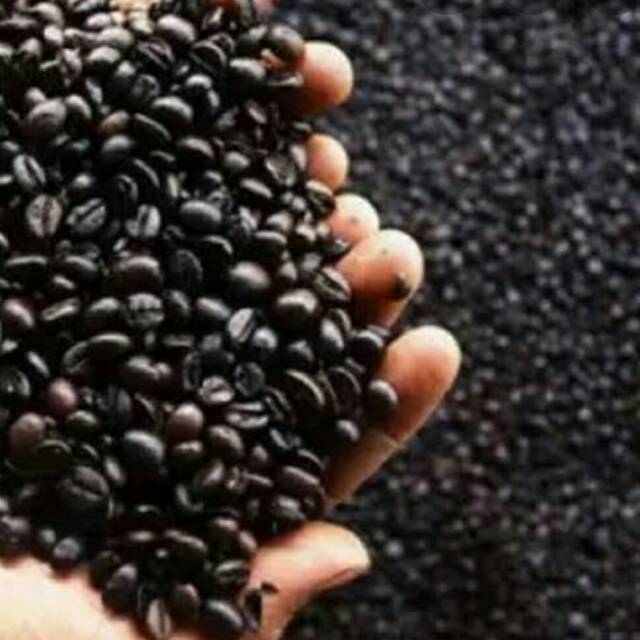 

Kopi sangrai
