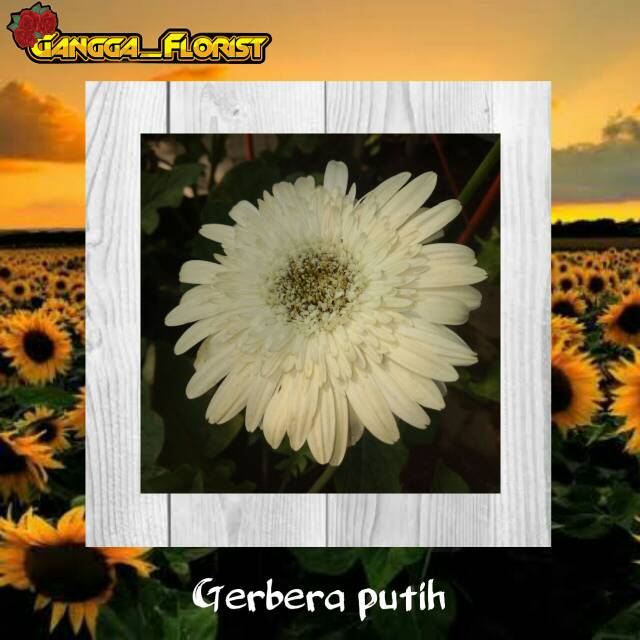 Tanaman Hias Bunga Gerbera Putih Shopee Indonesia