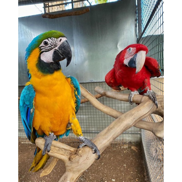 

telur burung makaw blue gold macaw untuk di tetaskan