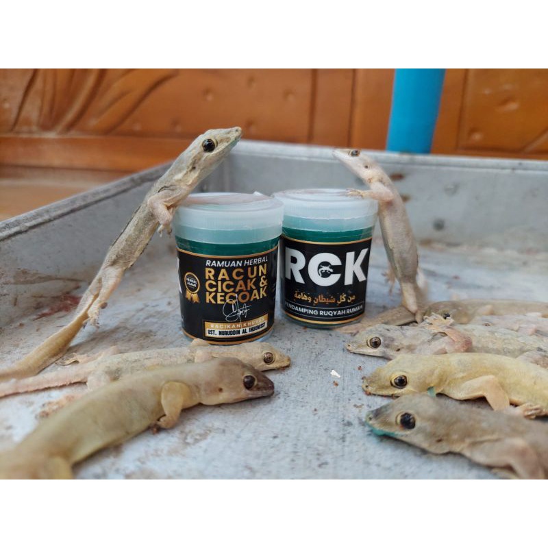 RCK racun cicak dan kecoa