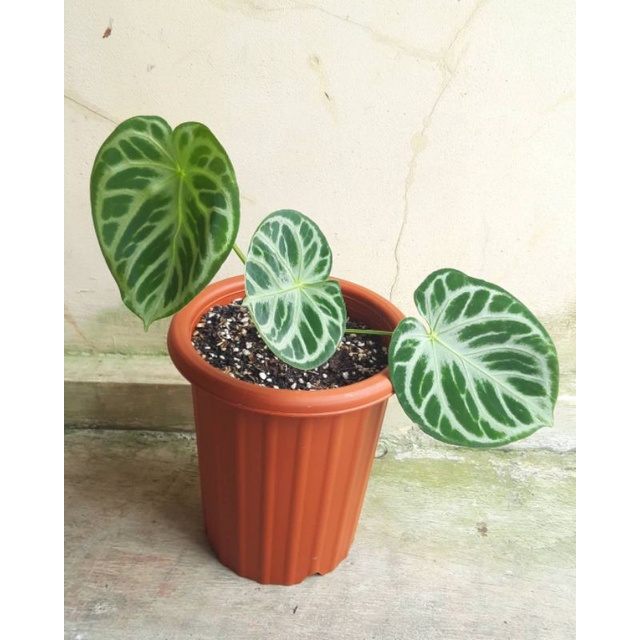 Tanaman hias ANTURIUM DORAYAKI bibi bonggol Tanaman hias ANTURIUM DORAYAKI