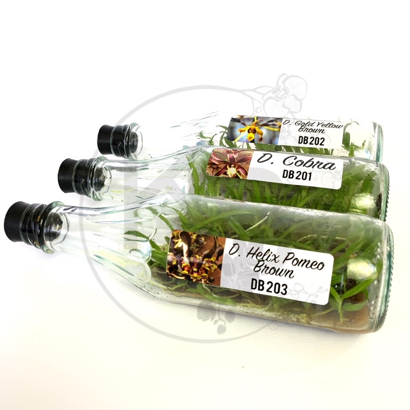 Bibit Anggrek Dendrobium botolan | Anggrek Dendro botol | Anggrek Dendro | Dendro