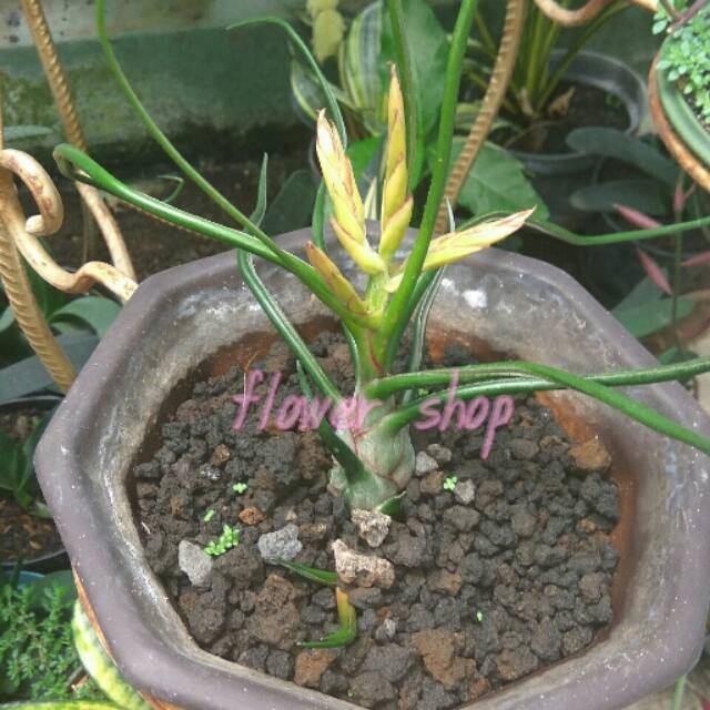 tanaman hias tillandsia bulbosa