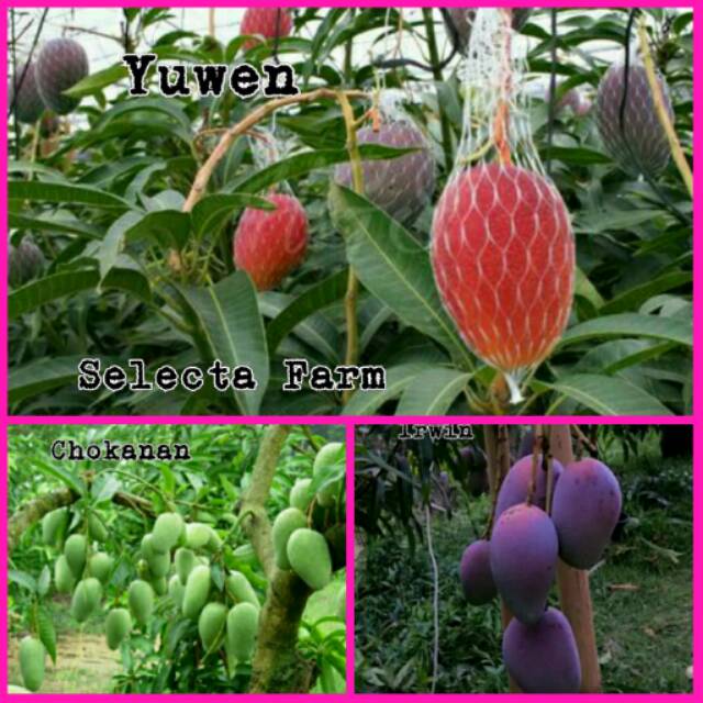 Paket 3 Bibit Buah Mangga
