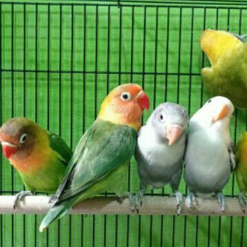 Burung love bird prospek siapan lapangan single