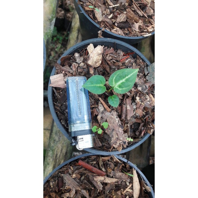 baby kuping gajah silver(cristalinum)