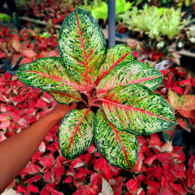 Aglonema Sweet Dream / Tanaman hias aglaonema Sweet dream remaja ( ratudaun / srirejeki )