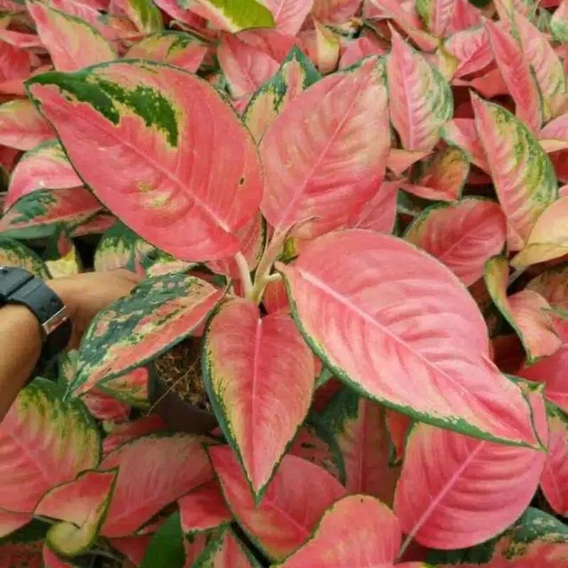 TANAMAN HIAS AGLONEMA KOCHIN PINK-BIBIT AGLONEMA KOCHIN PINK