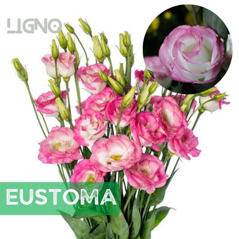 Benih EUSTOMA PINK Picotee Lisianthus Biji Bunga
