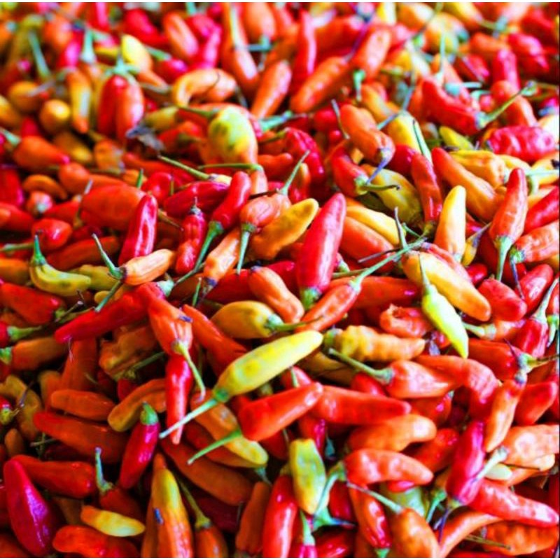 

CABAI RAWIT MERAH