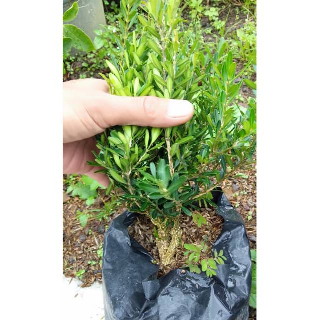 Bahan bonsai boxus