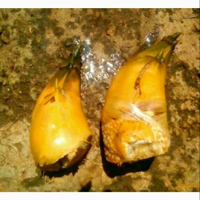 Rebung Bambu Kuning untuk Obat