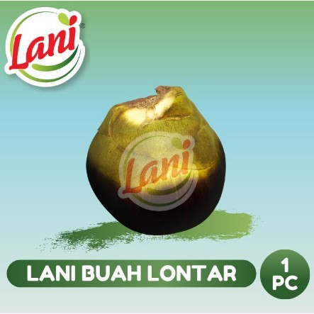 

LANI Buah Lontar / Siwalan Utuh (1 buah)