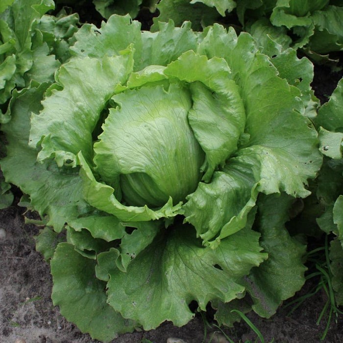 Benih Bibit Biji - Lettuce Saladin Selada Green Iceberg Seeds - IMPORT