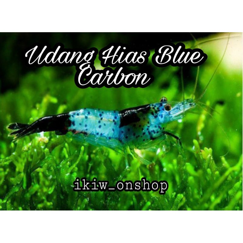 

udang hias blue carbon