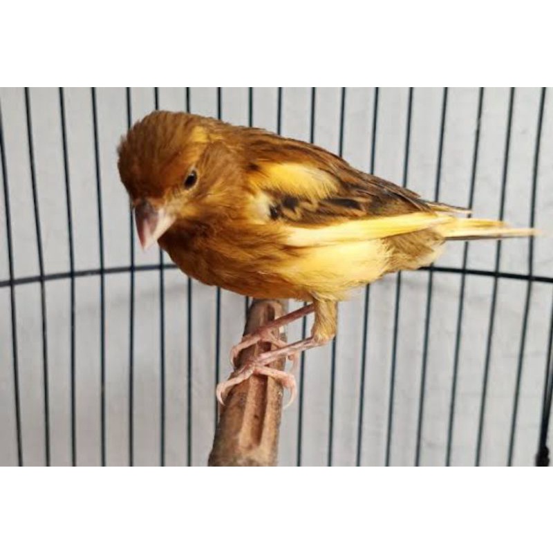 kenari rutgal loper bahan