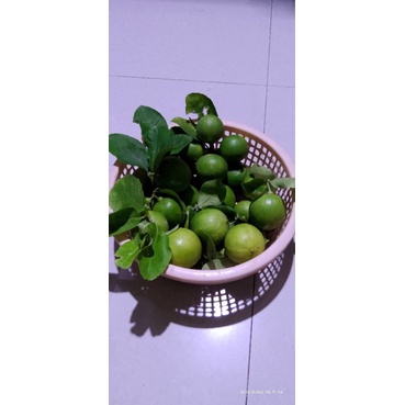 

Jeruk Lemon Lokal Fresh dari Pohon