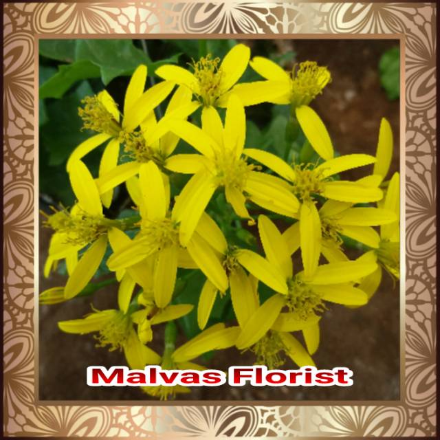 Tanaman hias gantung - bibit happy bunga