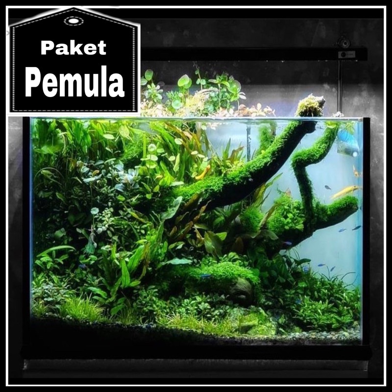 Paket Tanaman Aquascape Pemula ( tanaman aquascape tanpa co2 )